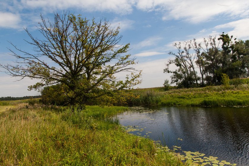 Groza! Piranie wyłowione w Warcie