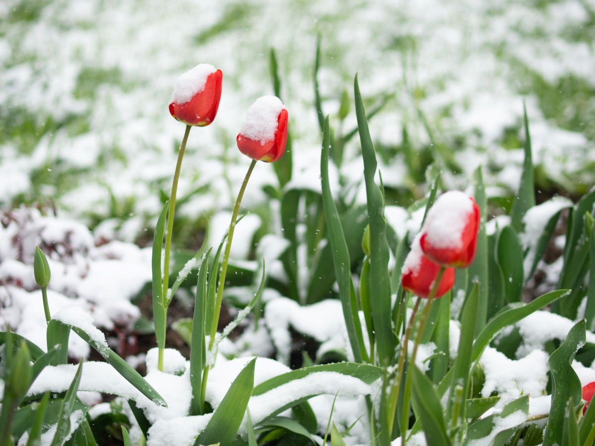 Czy będzie jeszcze śnieg w Polsce? Prognozy IMGW