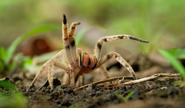 Brazilski lutajući pauk