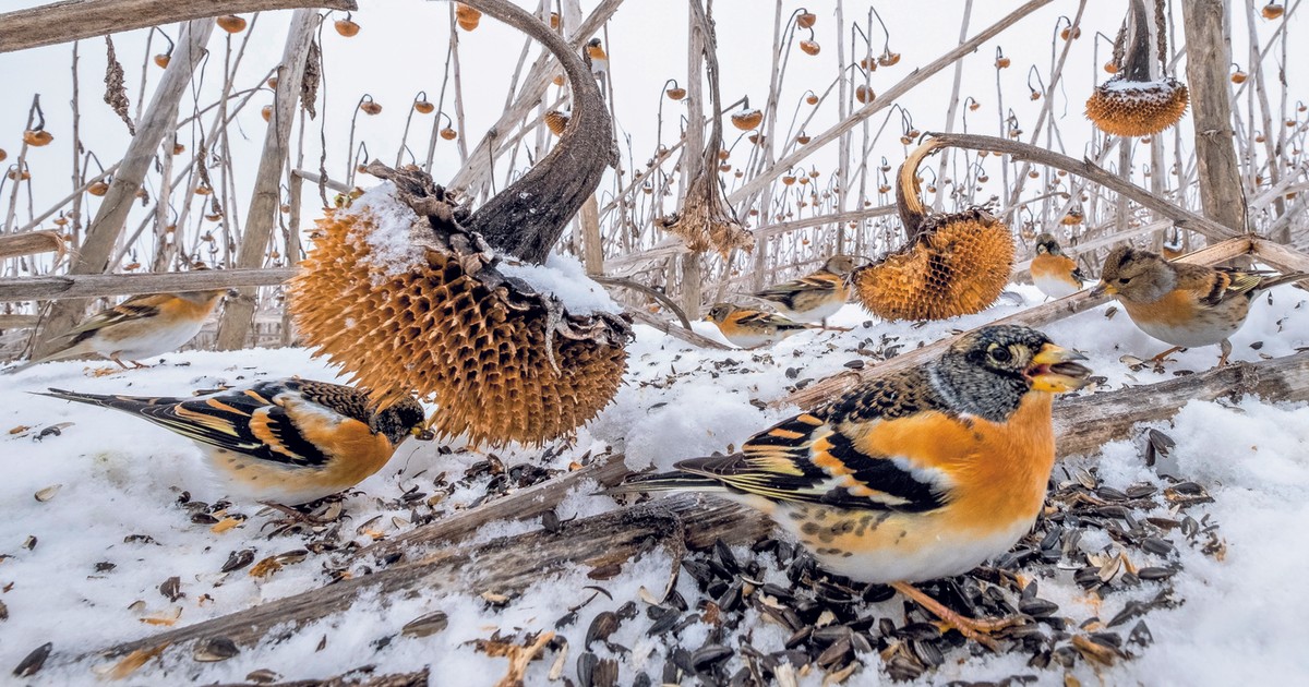 Ten mały ptak to wielki wędrowiec. Polska to dla niego tylko przystanek
