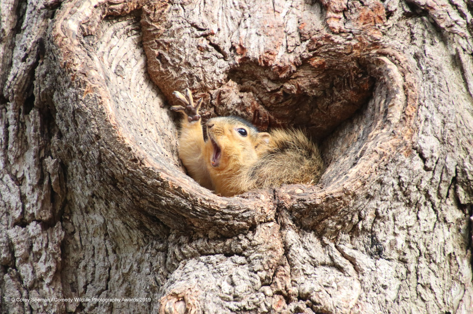 Finaliści Comedy Wildlife Photo Awards 2019