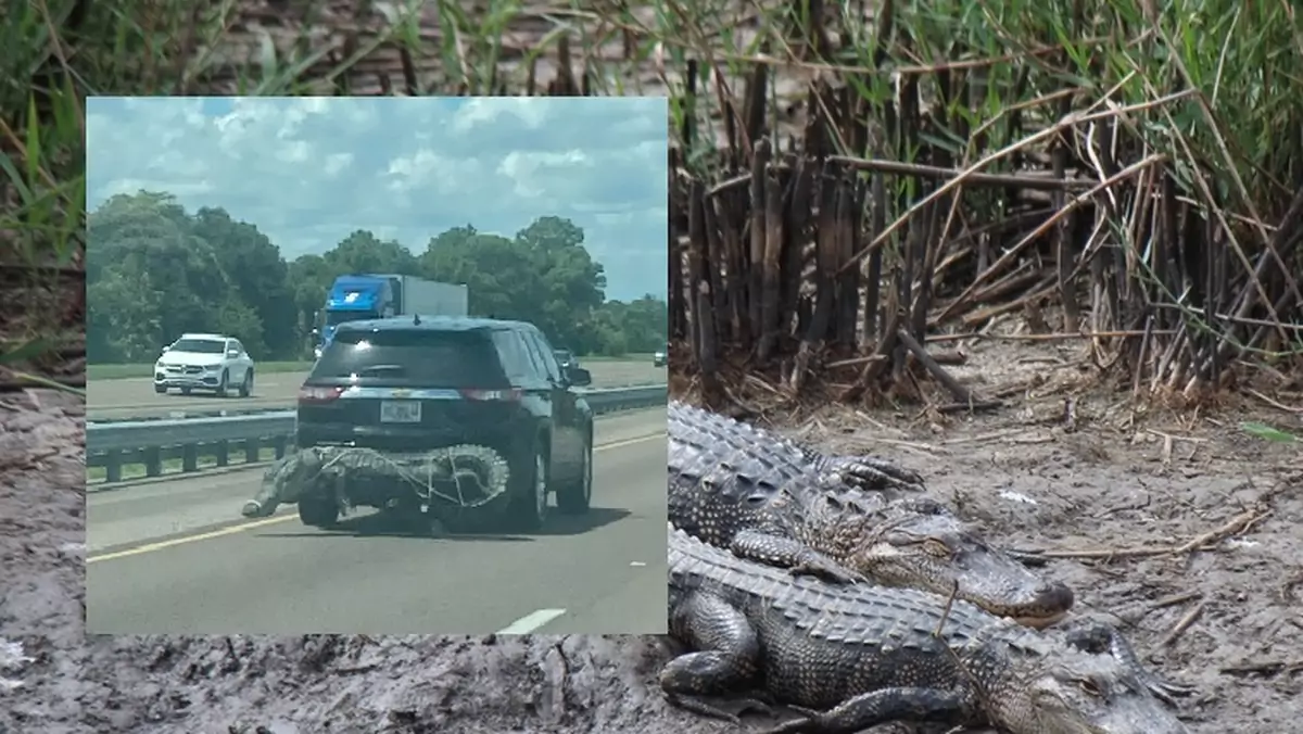 Aligator na zderzaku samochodu