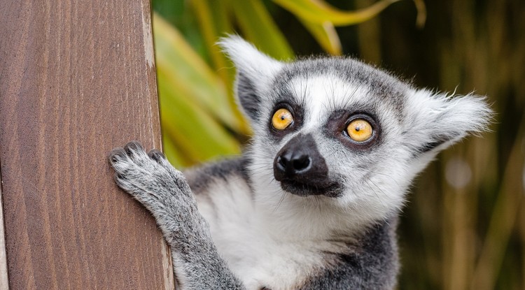 Lemur maki