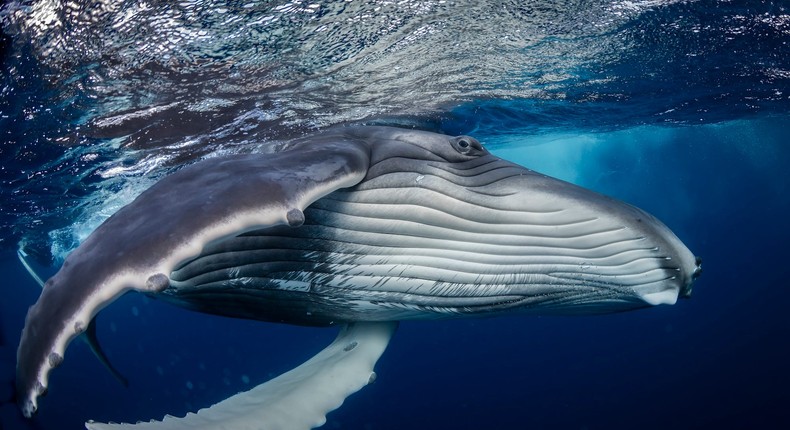 Location: Tonga.Philip Hamilton/World Nature Photography Awards