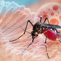 Új oltóanyag jelenhet meg a tigrisszúnyog terjesztette fertőző betegség ellen