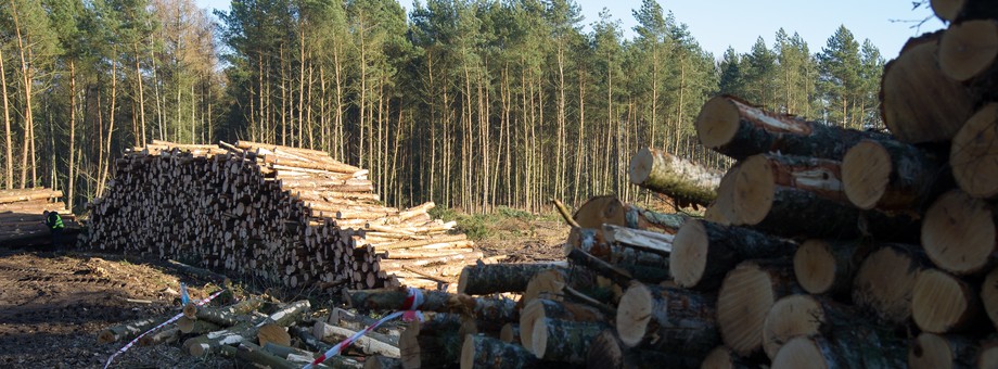 Od kilku lat przemysł przetwórstwa drewna alarmuje, że nie może kupić wystarczającej ilości drewna od Lasów Państwowych. Tymczasem największe polskie elektrownie wykorzystujące biomasę drzewną, spalają równowartość kilku-kilkunastu hektarów lasu dziennie każda.