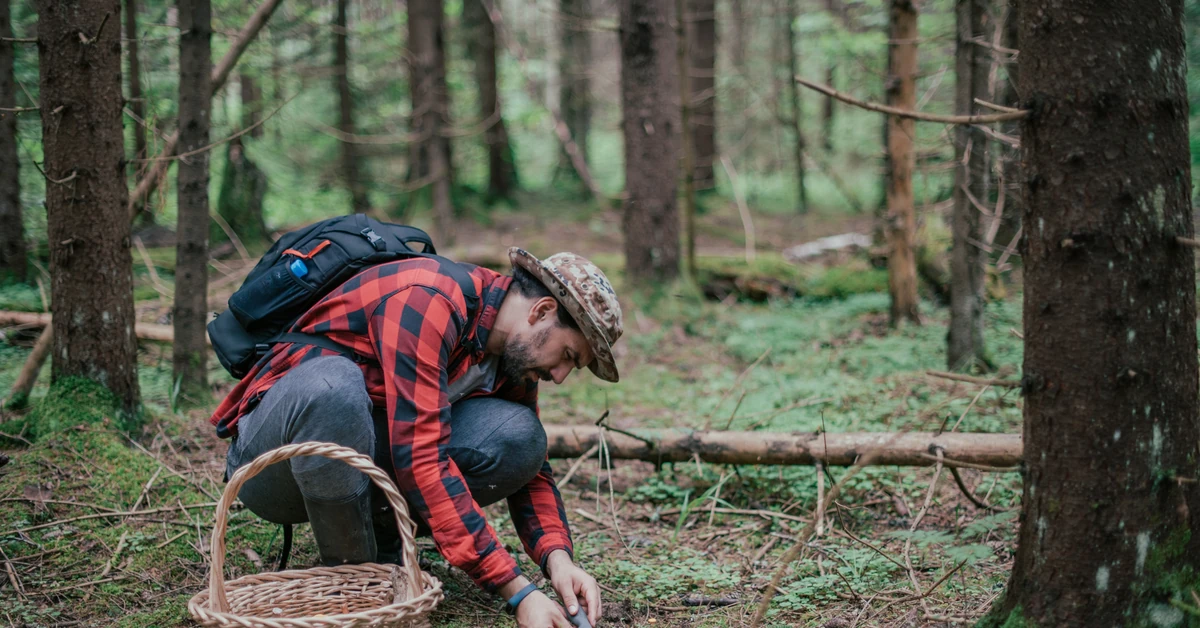 Uważaj na grzybobraniu! Niebezpieczeństwo może czaić się w zaroślach. Coraz więcej przypadków. O co chodzi?