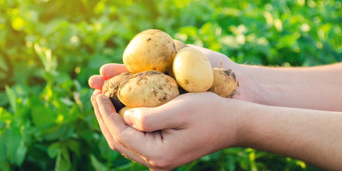 Dzięki odpowiedniemu przechowywaniu, sortowaniu oraz kontroli otrzymujemy produkty o najwyższej jakości, które zaspokajają wymagania klientów. 