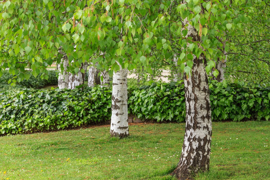 Brzoza to jedno z drzew, które doskonale oczyszcza powietrze - LFRabanedo/stock.adobe.com