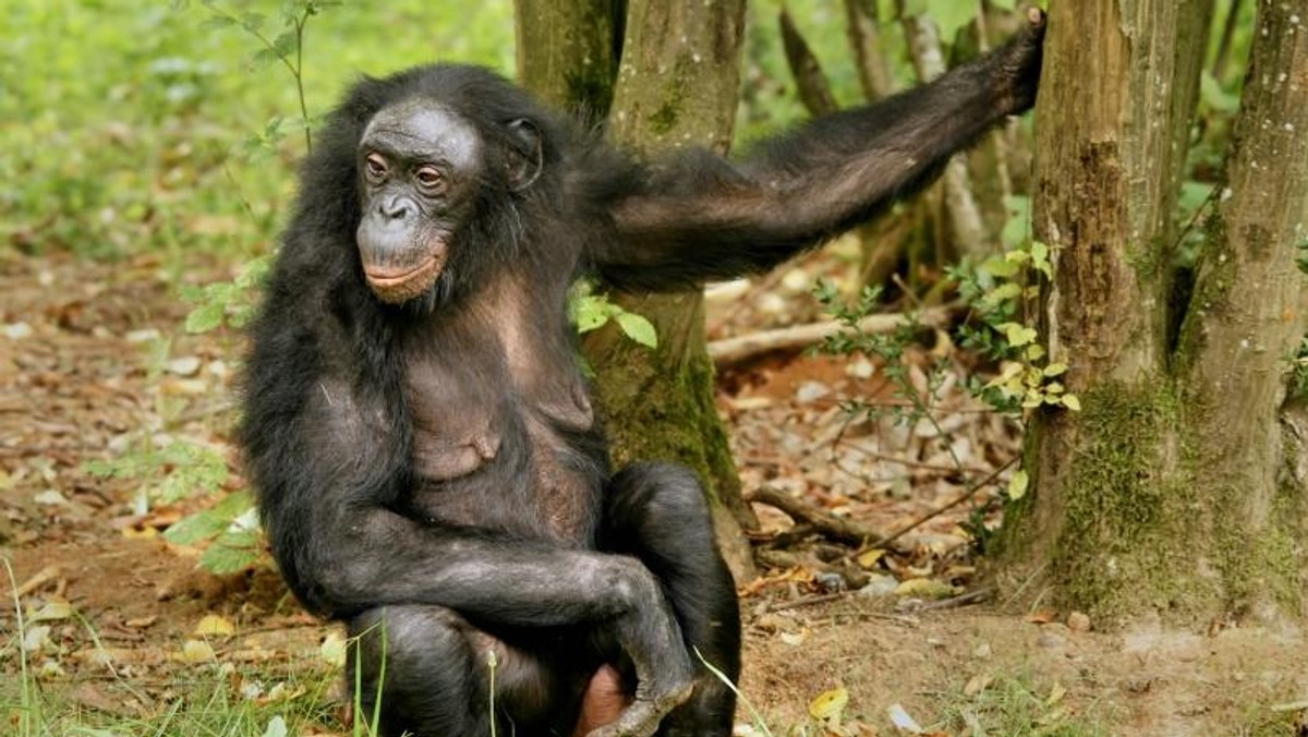 szympans bonobo