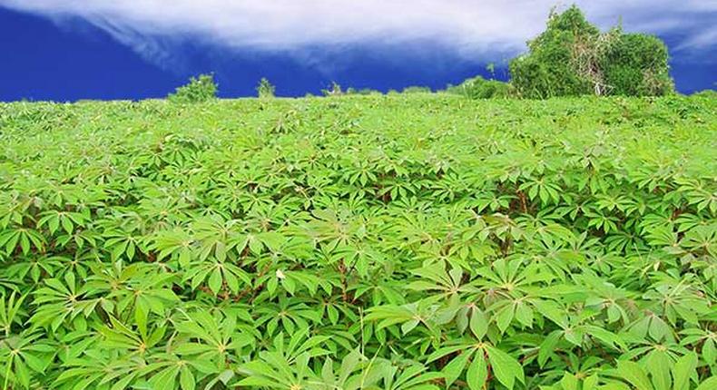 ___3113664___https:______static.pulse.com.gh___webservice___escenic___binary___3113664___2014___9___8___18___cassava_farm