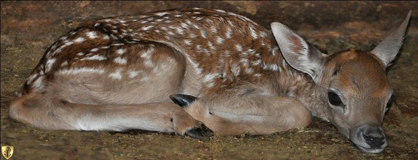 Mladunče jelena lopatara 