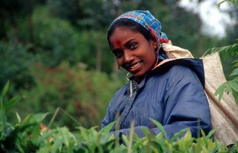 Galeria Sri Lanka - Zielona łza Indii, obrazek 20