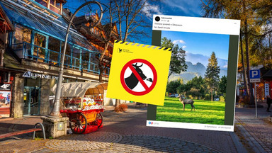 Jeleń o poranku w Zakopanem. "To nie jest maskotka"