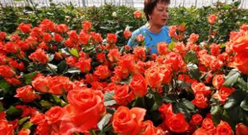 After food, now Russia burns Dutch flowers