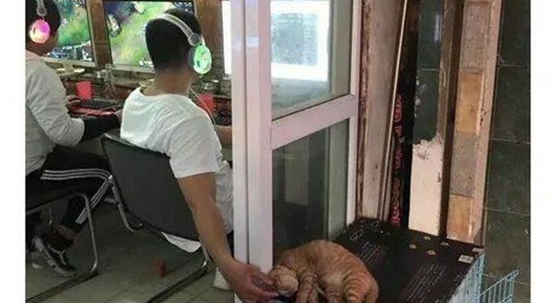 Gamer petting a cat/Courtesy/eBaumsworld
