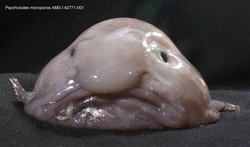 Ryba blobfish