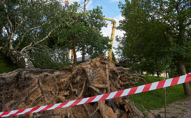 Lasy Państwowe podsumowują zniszczenia po burzach. Rzeczniczka: Takich szkód wichury jeszcze nigdy nie wyrządziły