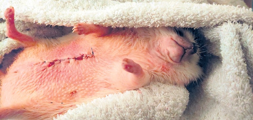 Ježica se oporavlja u gazdaričinom krilu