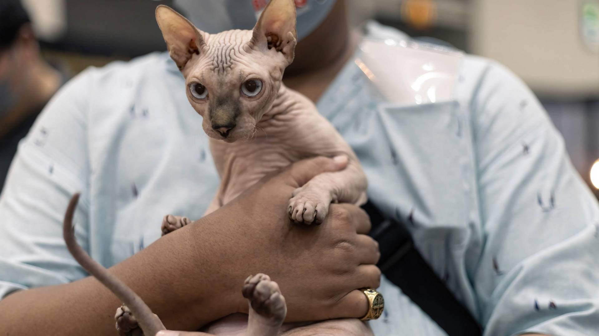 Széttetovált macskát mentettek meg egy mexikói börtönből