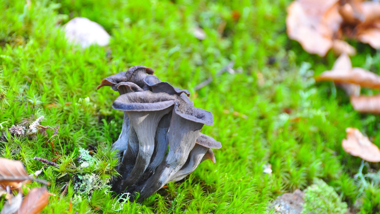Nenápadné „trúbky“ splývajú s lístím, preto si ich v lese často ani nevšimnete.