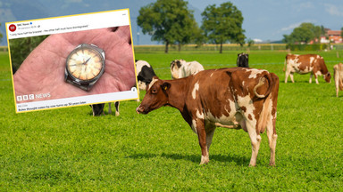 Na początku lat 70. krowa zjadła zegarek. Właściciel odzyskał go po 50 latach