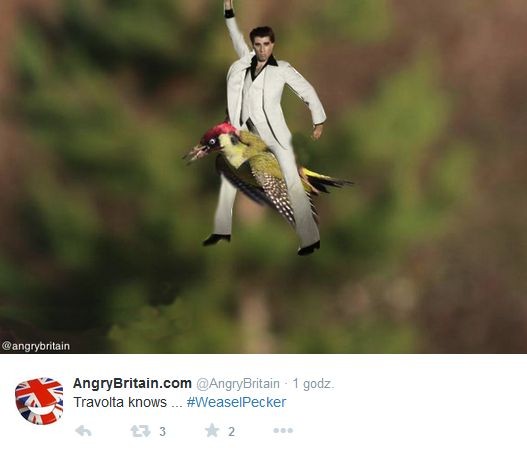 łasica na dzięciole / mem