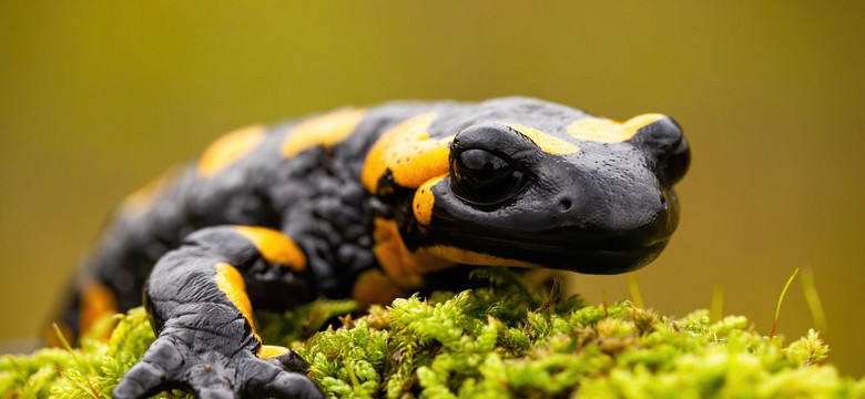 Tych płazów w Bieszczadach nie dotykaj! Lasy Państwowe ostrzegają przed salamandrami plamistymi