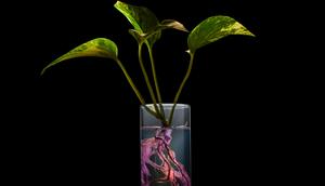 Billions of pollution-eating bacteria thrive around the roots of Neo P1, the first houseplant bioengineered to reduce indoor air pollution.Neoplants