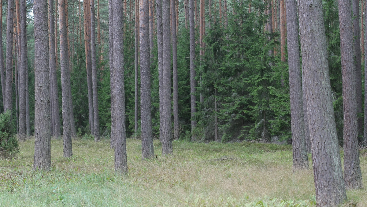 Uznawany przez botaników za gatunek wymarły w Polsce groszek różnolistny (Lathyrus heterophyllus) odnaleziono na terenie mazurskiego Nadleśnictwa Strzałowo. Jest to pierwszy od ponad 50 lat potwierdzony przypadek natrafienia na okazy tej rośliny.