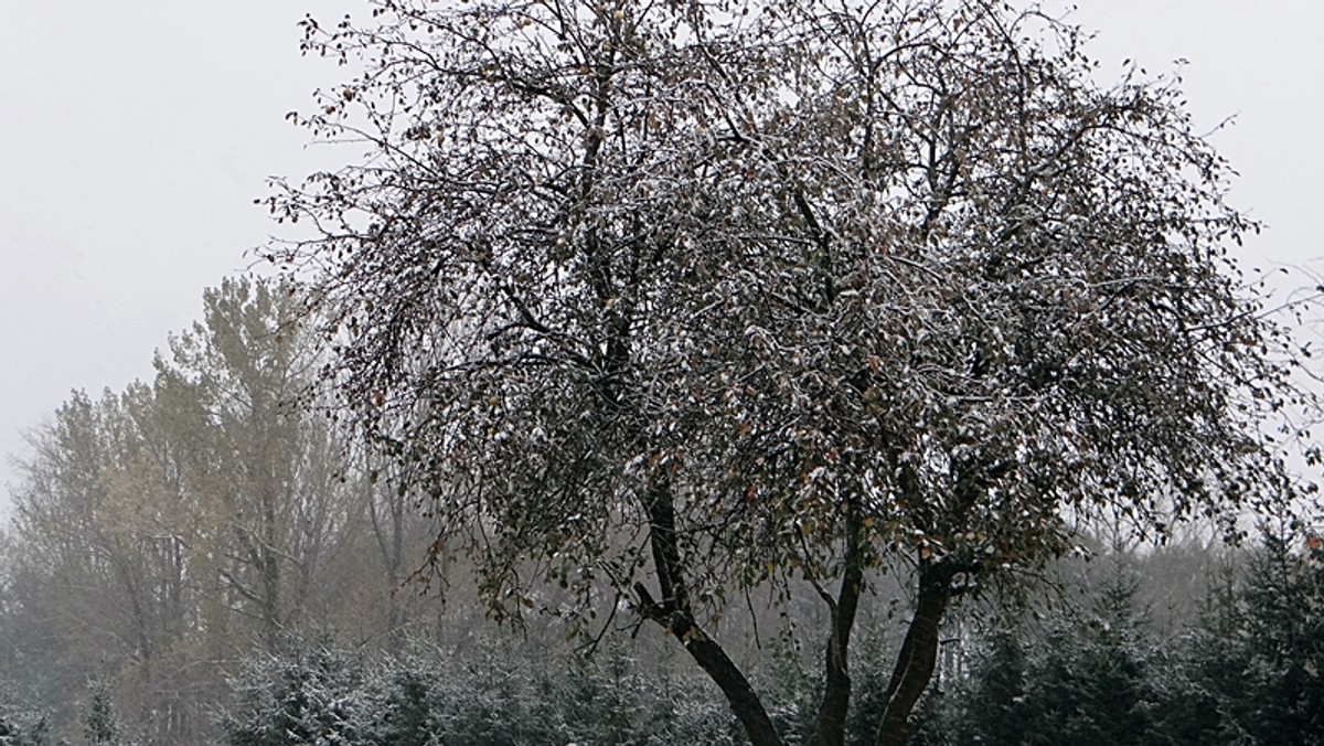 Już jutro nad Wielką Brytanię nadciągnie front atmosferyczny znad Syberii, które przyniesie ze sobą niskie temperatury, opady śniegu i oblodzenia.