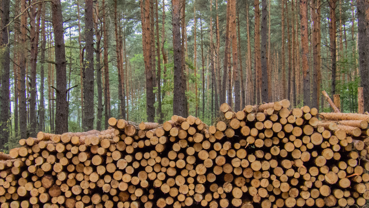 Nawałnice, które tego lata przeszły nad Polską, powaliły lasy na obszarze blisko 80 tys. ha. Klęska naturalna okazała się źródłem zysku dla wielu firm i przedsiębiorstw. Huragany "dostarczyły" im prawie 10 mln m. kw. drewna. Surowiec z wiatrołomów skupuje m.in. Ikea - informuje Puls Biznesu.