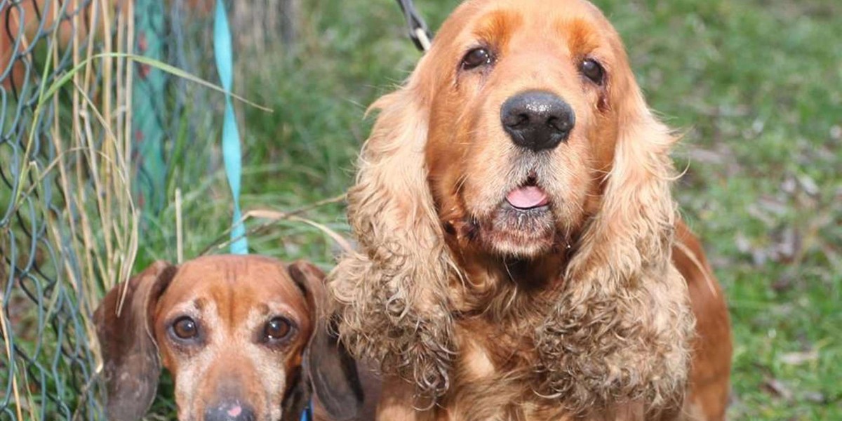 Spaniel zaopiekował się jamnikiem