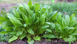 Kiseljak je odličan izvor antioksidanata