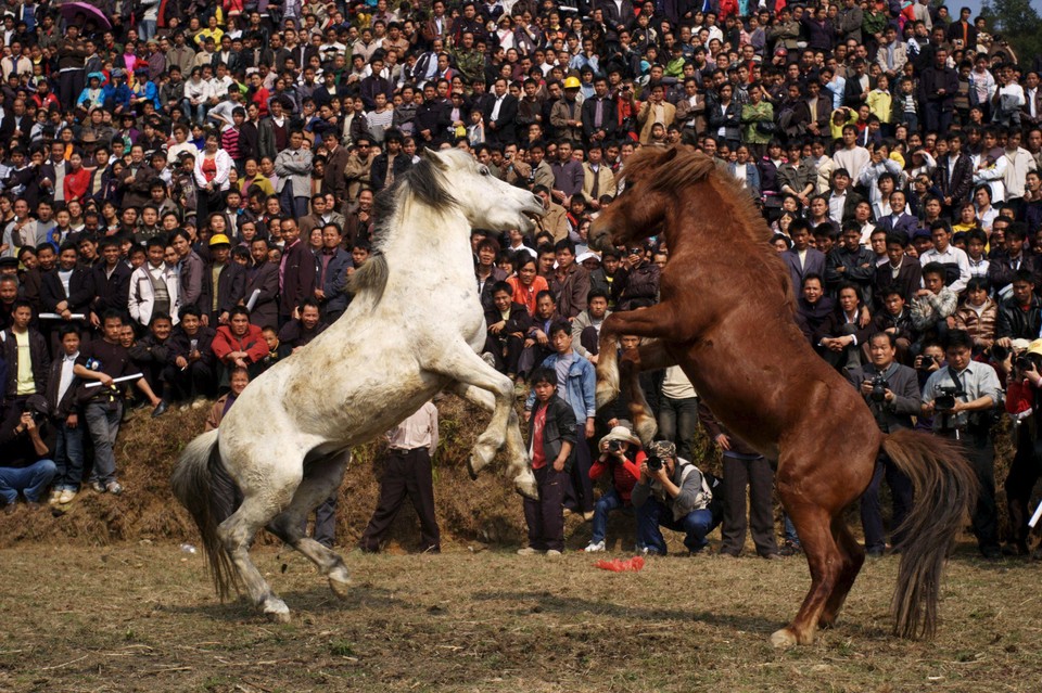 CHINA LUNAR NEW YEAR HORSES FIGHT