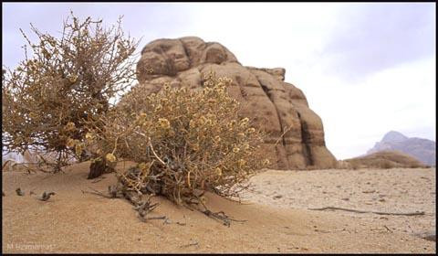 Galeria Jordania - pustynna przygoda, obrazek 18