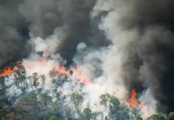 Amazonia płonie. Najwięcej pożarów lasów od 15 lat
