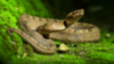 Australia: jadowity wąż pojawił się w zlewie z naczyniami