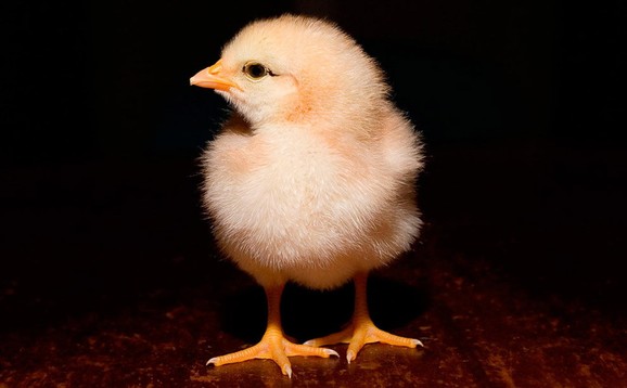 Živorođeno pile u Šri Lanki