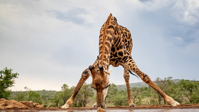 Nehéz az élete a szomjas zsiráfnak – Csak így tudnak inni az állatok