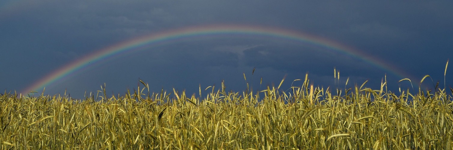 Tęcza nad Sieversdorf w Niemczech, 11 czerwca