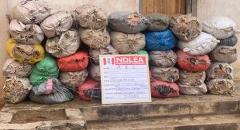 NDLEA seizes 5.8 tons of skunk, cannabis in 5 states
