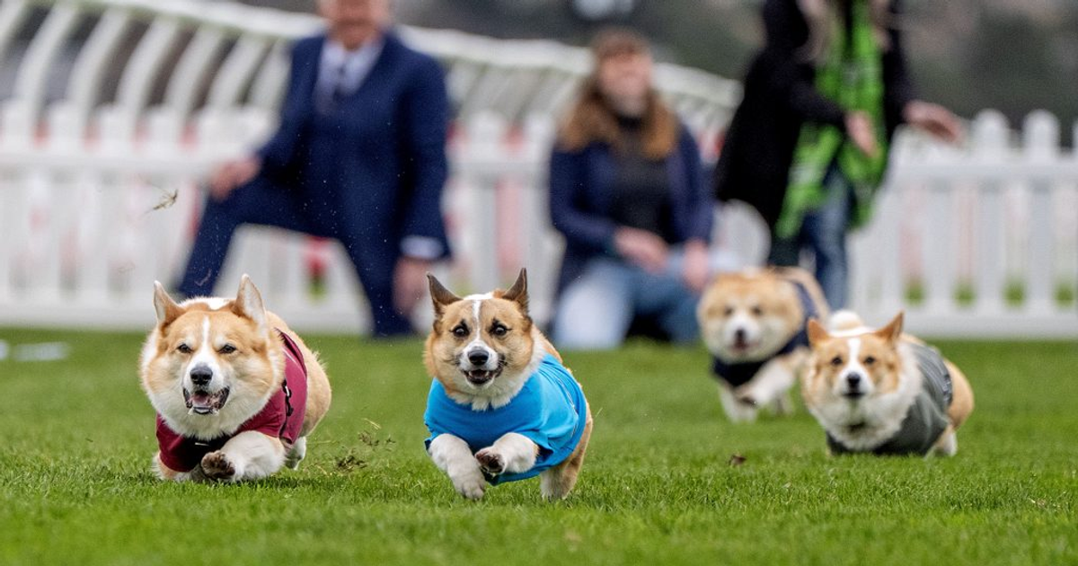 Wait, what? This corgi just won a race at a famous Scottish racecourse ...