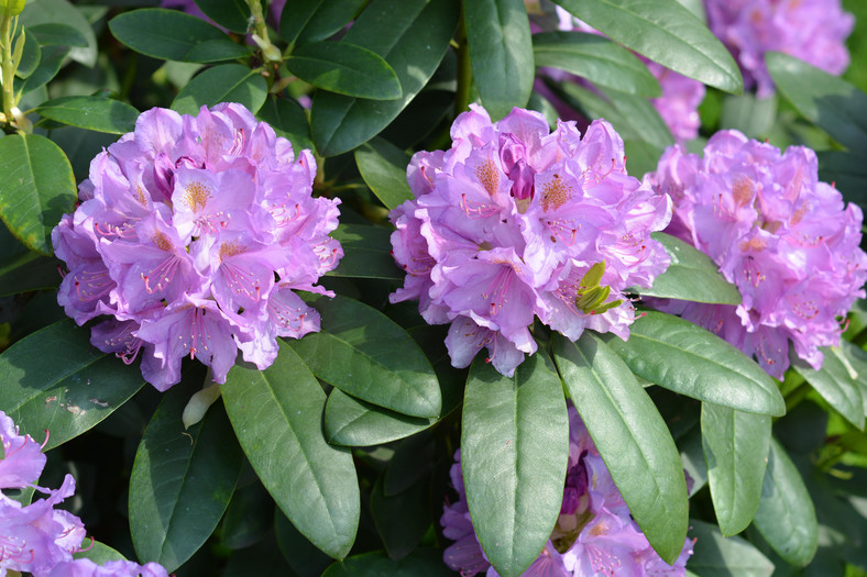 Różanecznik 'Catawbiense Grandiflorum'