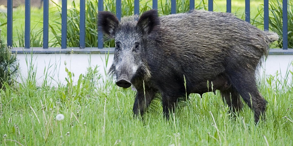 Dzik zaatakował w Olsztynie psa