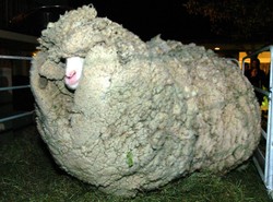 Zdechł słynny kudłaty baran z Nowej Zelandii