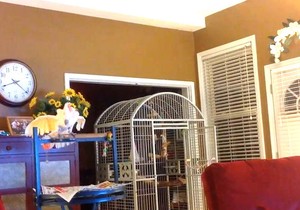 571616_papagaj-capture-printskrin