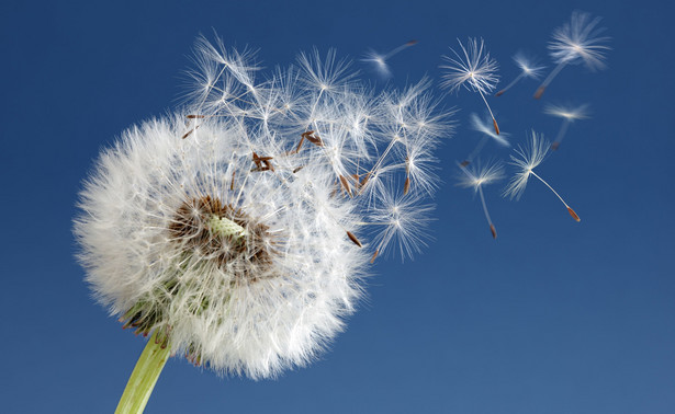 Alergolog: Stężenie pyłków jest w tym roku większe