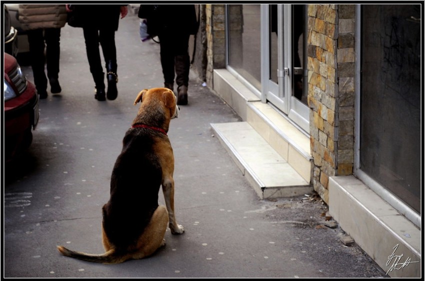 Foto: D. Milenković