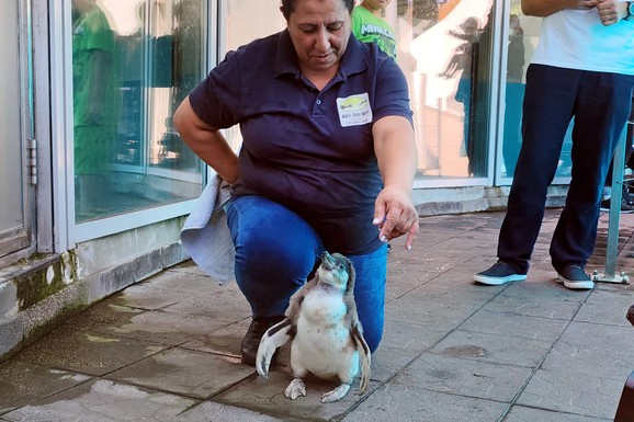 (FOTO, VIDEO) Beba pingvin stigla u Beo zoo vrt: Još se ne zna pol, čeka se i ime, jedno je sigurno - ovo je NAJSLAĐE STVORENJE koje ćete vidite danas